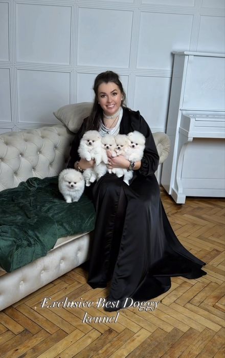 VIP цуценята дівчата і хлопчик - померанські шпіци в типі ведмежатко