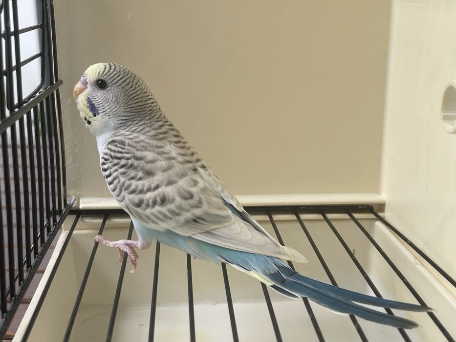 Piriquito australiano