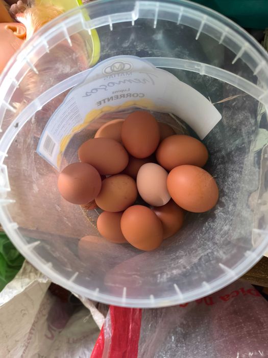 Ovos caseiros  de galinhas criadas o ar livre