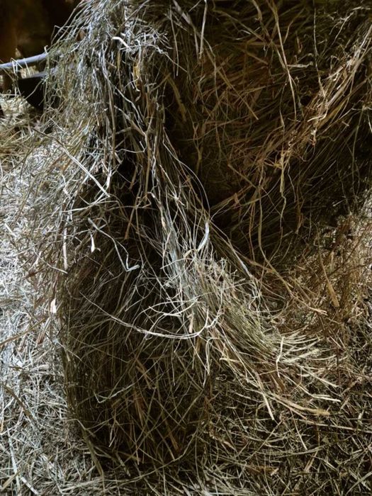 Sprzedam bele siana 120-125