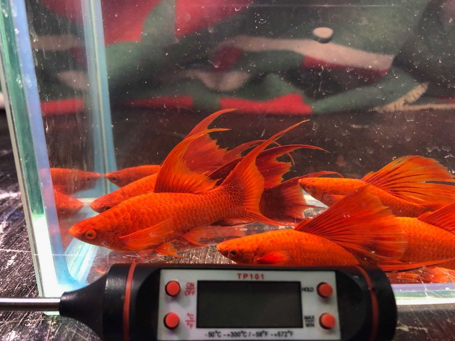 Mieczyk czerwony duże