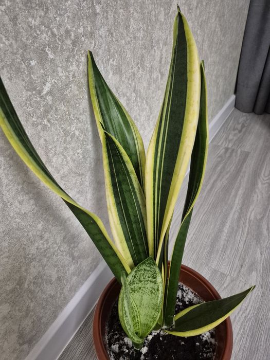 Сансев'єрія Чорне золото, тещин язик Black gold