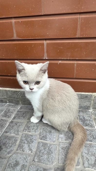 British shorthair bicolor lilás
