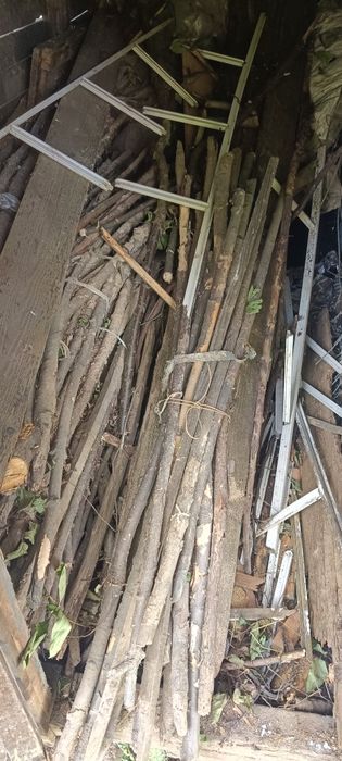 Oddam za darmo drewno z działki