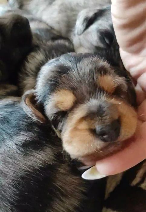 Шикарнючі дашин пуделята