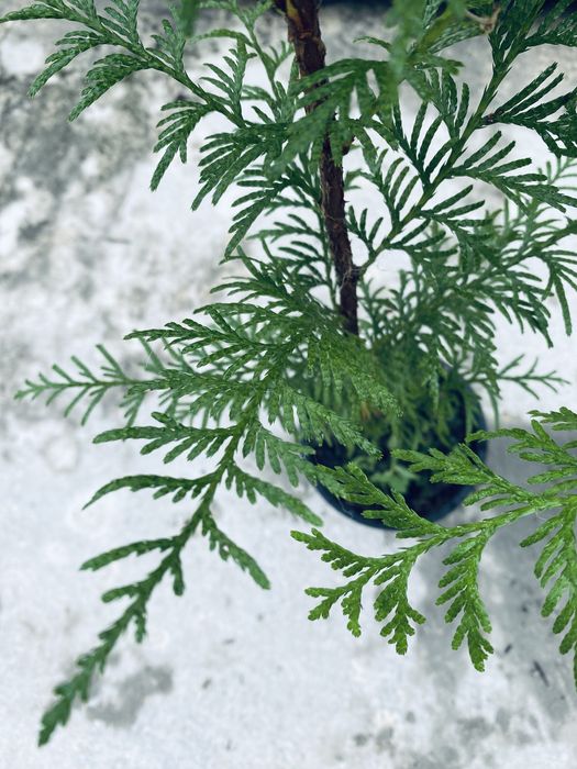 Tuias plicata 60/70cm