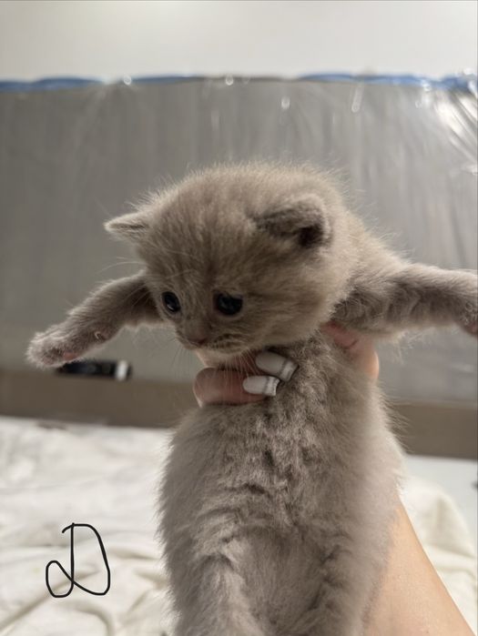 шотландські висловухі