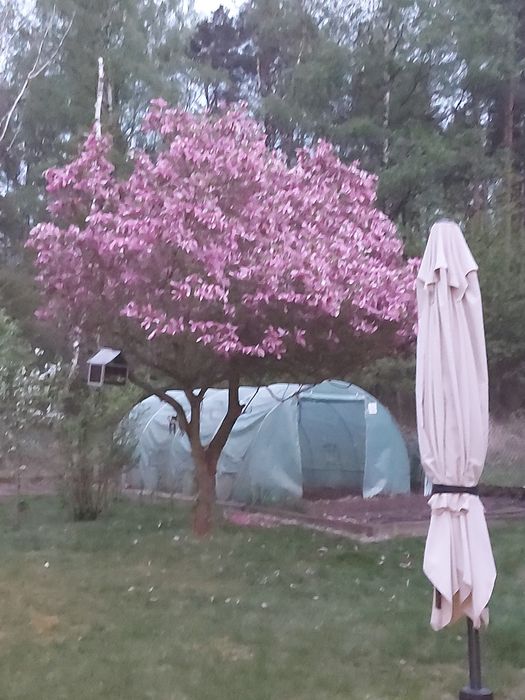 Sprzedam magnolię drzewo