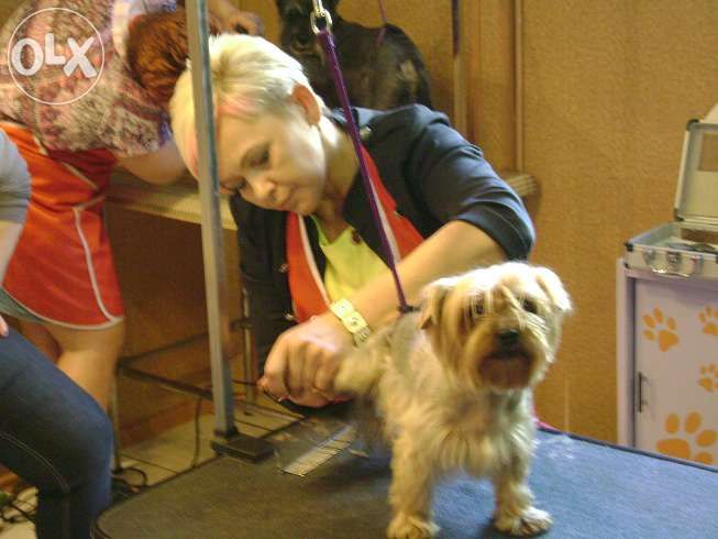 Kurs strzyżenia psów Kurs groomerski kurs groomingu na żywych modelach