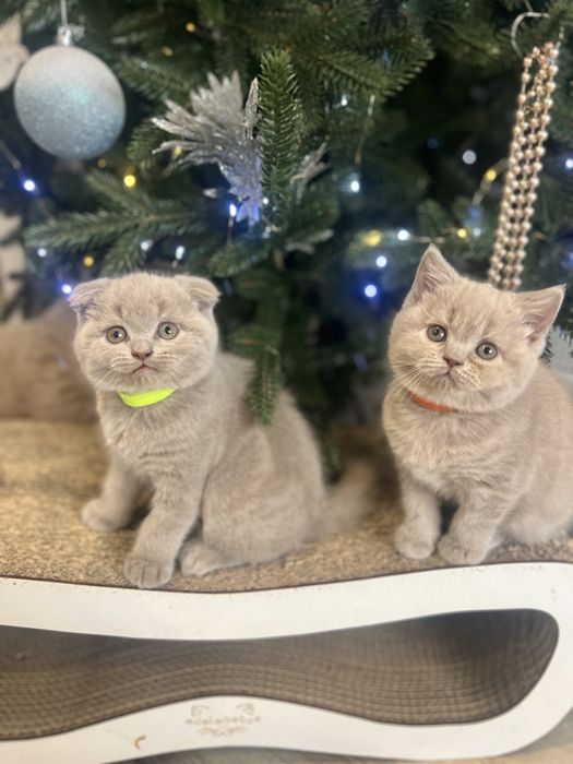 Шотландські кошенята