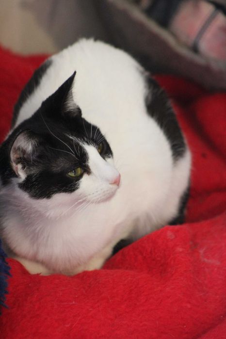 Casta - Gata para adoção