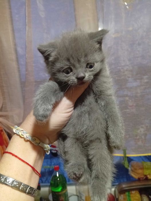 Шотландские чистокровные мальчики и девочка