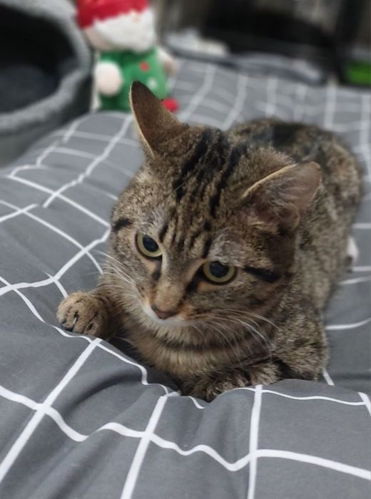 Котик в добрі ручки!