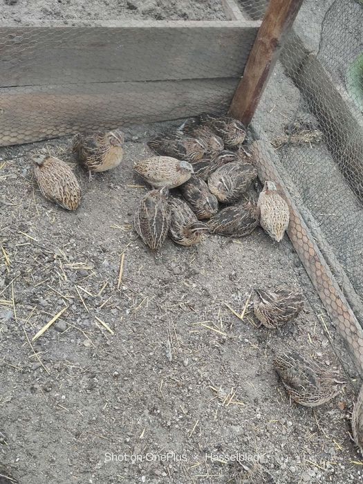 Przepiórki kurki