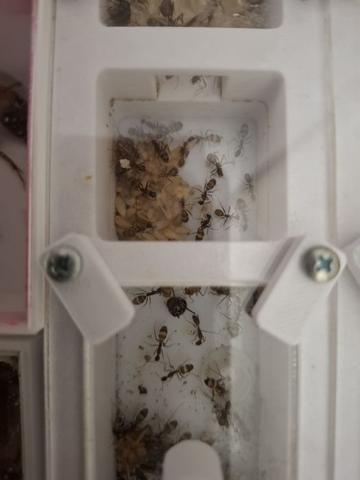 Camponotus pseudoirritans