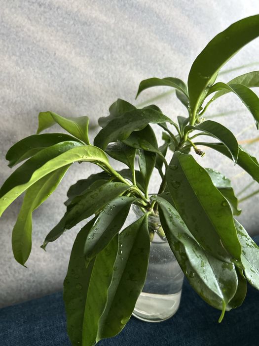 Hoya hoya multiflora