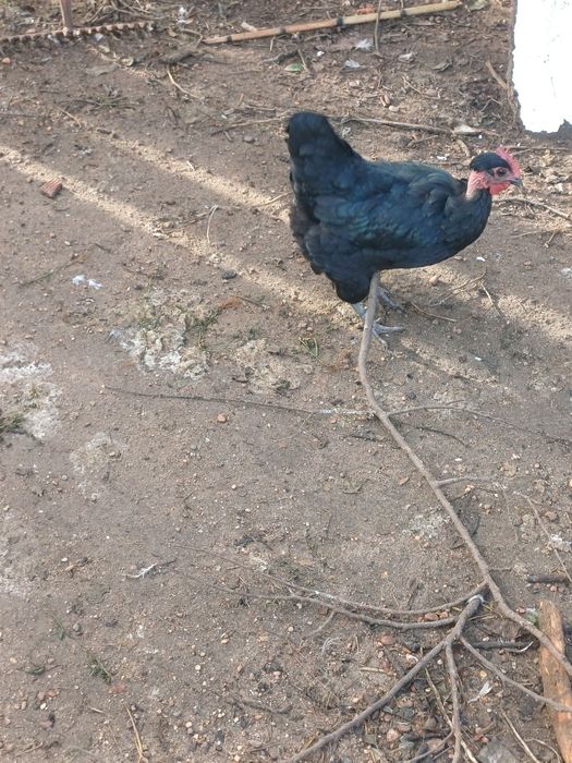 Ovos de galinhas de raça portuguesas