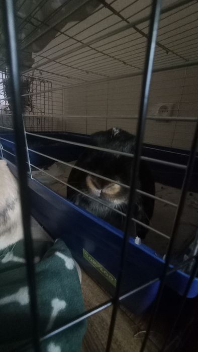 Sprzedam kojec z królikami