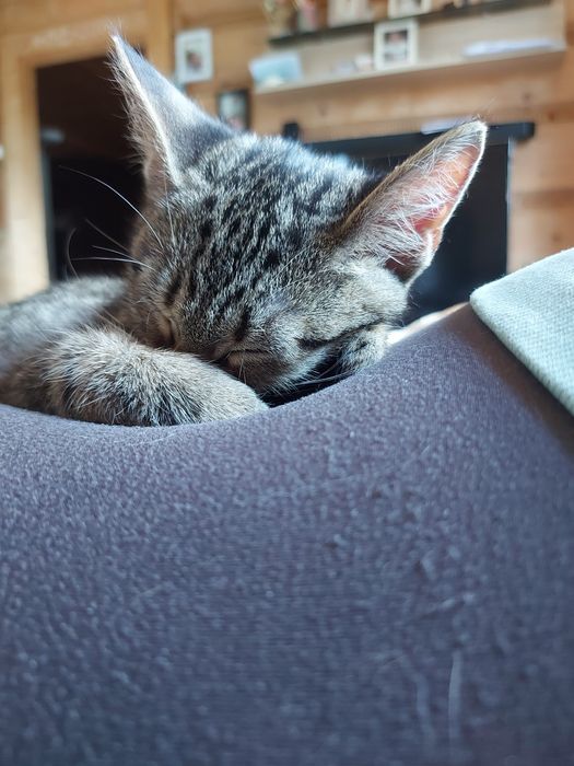 Do adopcji kotka
