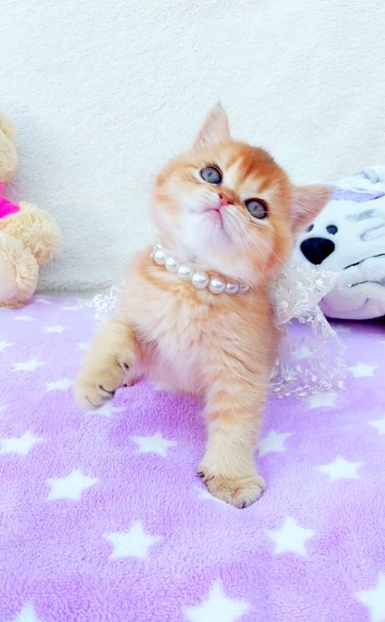 Шотландочка Ооочень ласковая малышка