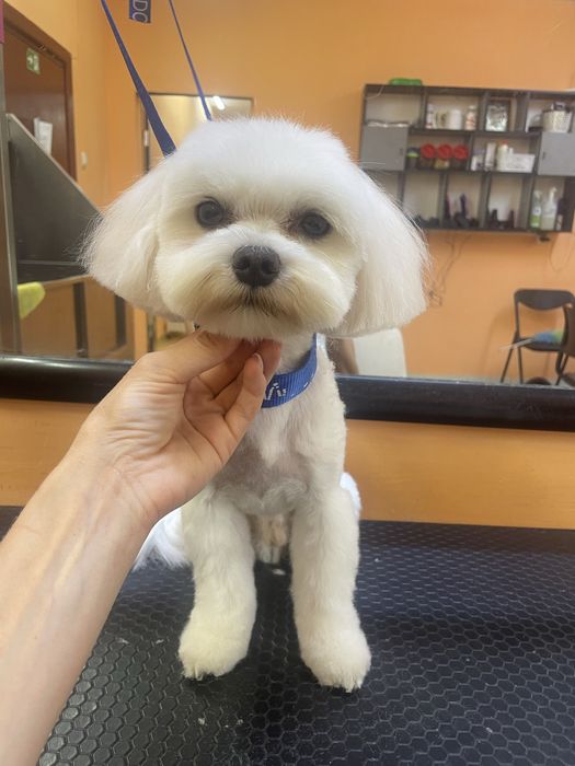 Стрижка тварин, котів , собак , експрес линька