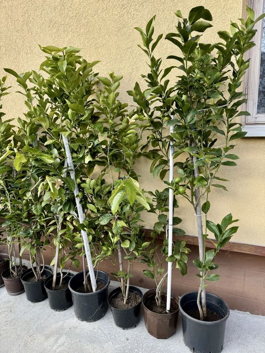 Лимонне сортове дерево Пондероза