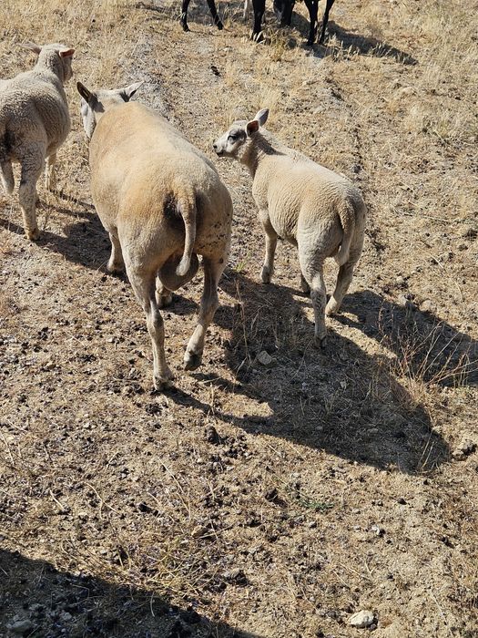 Para venda borrego Texel