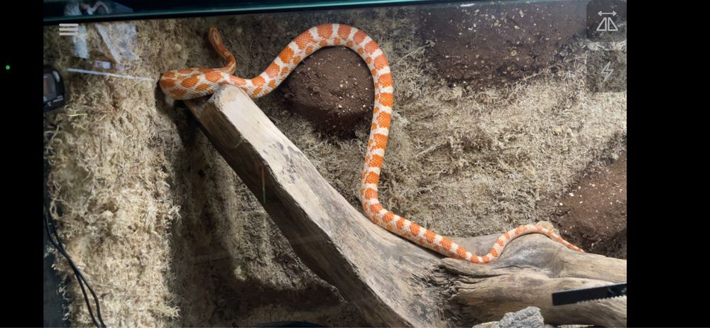 Wąż zbożowy amel albino samica