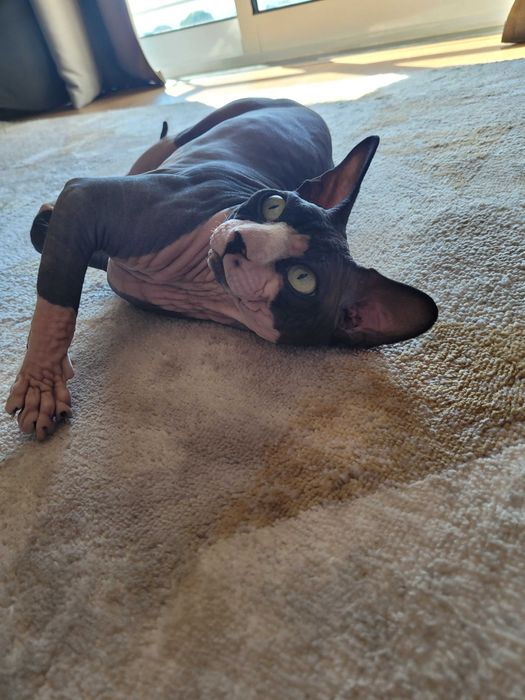 Disponível  Macho sphynx para acasalar