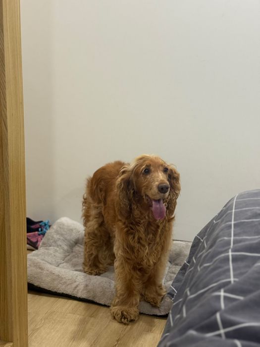 Cocker para adoção responsável
