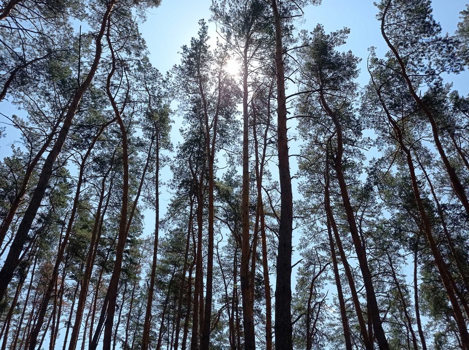 Дом в Орловщине , лес , река