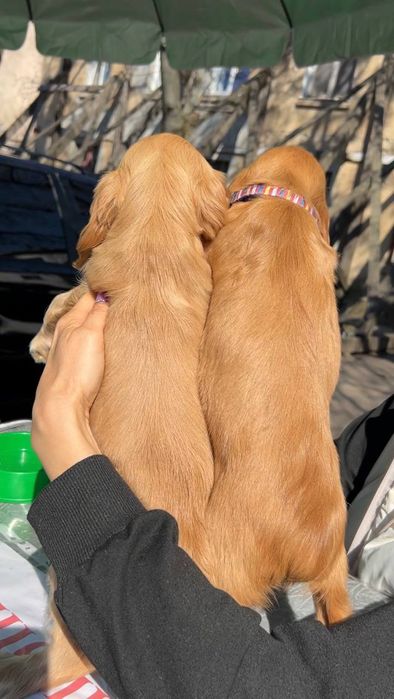 Мальчик Английский Кокер-спаниель