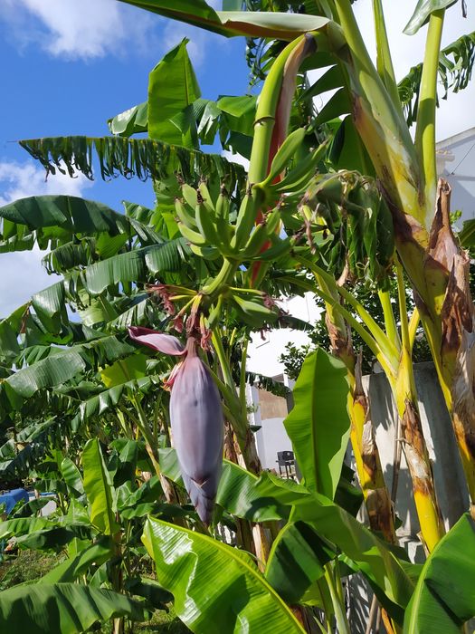 Folhas de bananeira