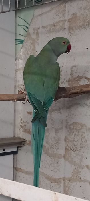 Ring necks prontos a criar