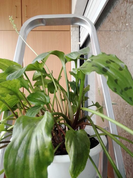 Apenas 5 € Planta para o seu jardim ou interior.
