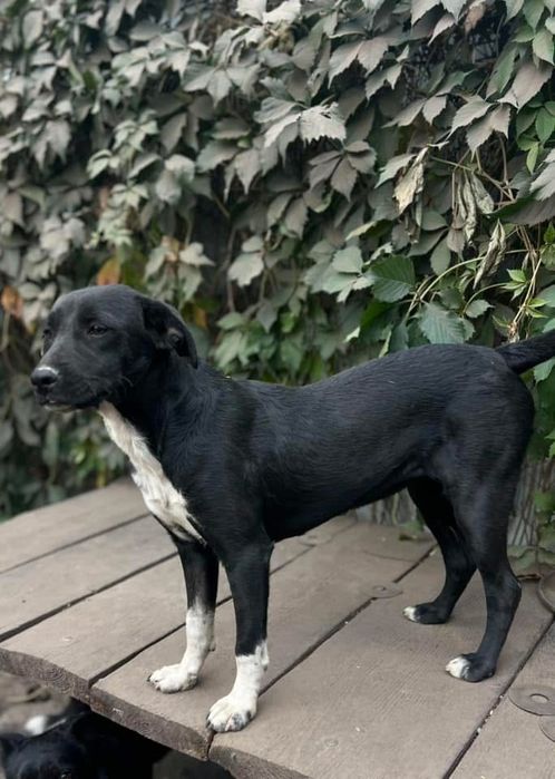 Стефа , добрая девочка , стерилизована