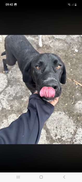 Bailey pies w typie Labka ma tylko 12 miesięcy