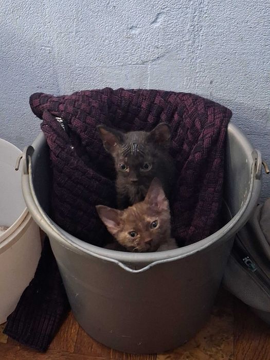 Котята сфінкс брашики