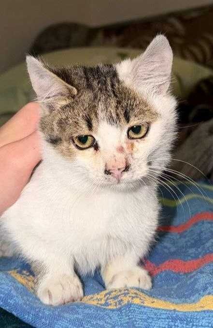 котики в люблячі руки