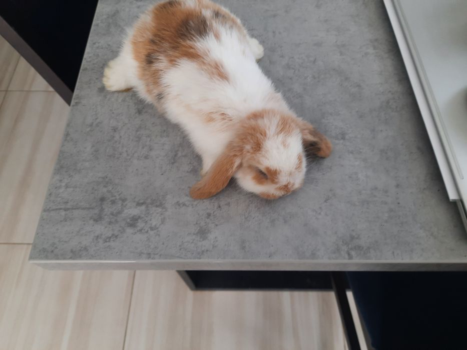 Kroliczki miniaturki  mini lop