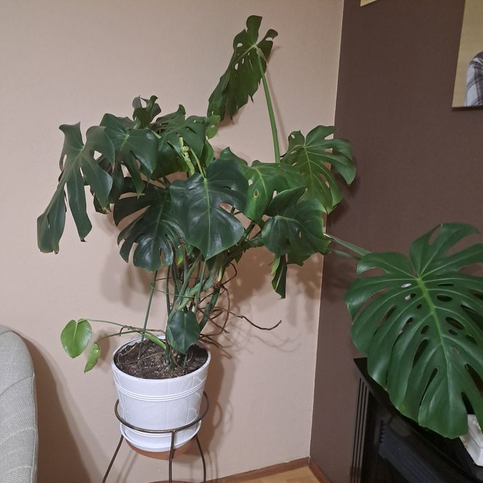 Monstera duża 100cm