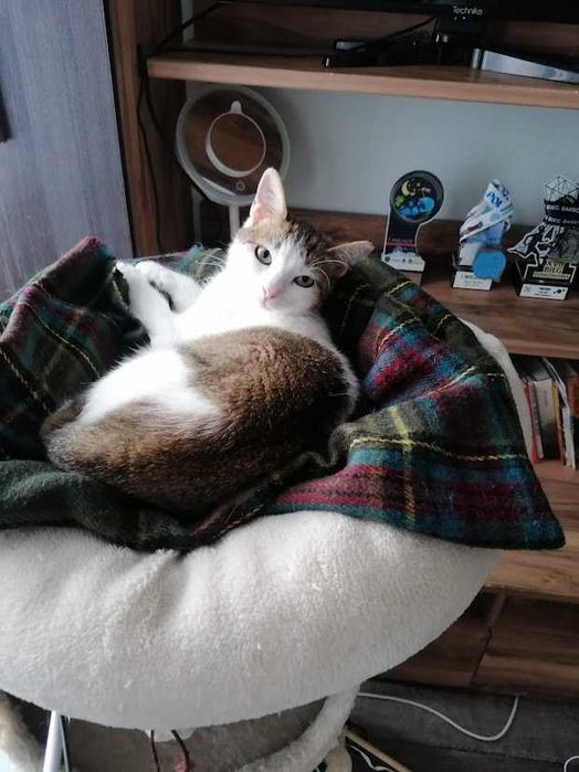 REZERWACJA Molly -śliczna spokojna młoda 2-letnia koteczka szuka domu!