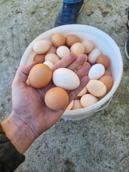 kury nioski młode LEGHORN SANDY BLANCA z jajkiem dowóz