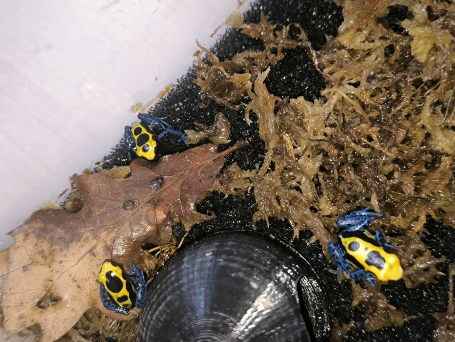 Dendrobates Tinctorius Nominat młode żabki drzewołazy tropikalne