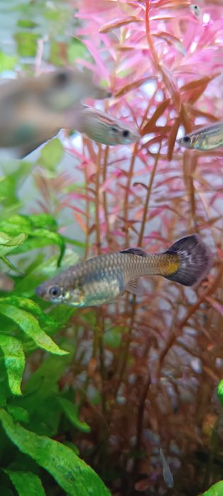 Guppies Fancy Snakeskin/Mosaic