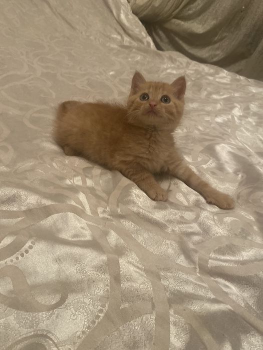 Спешите приобрести чудо