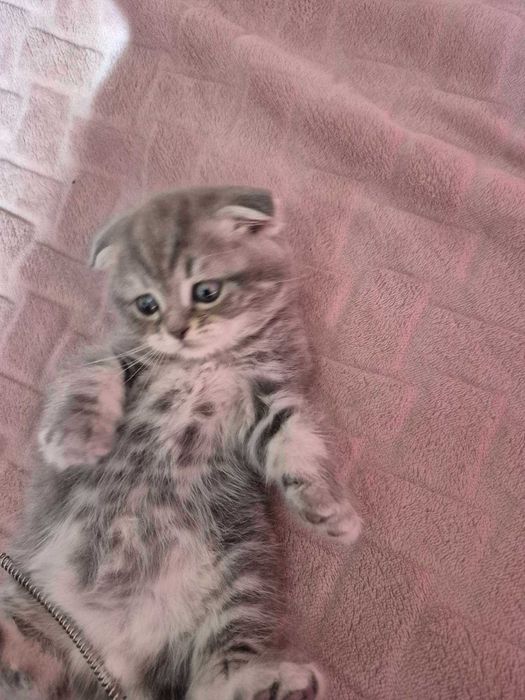 Продам шотландських кошенят, скоттиш страйт.