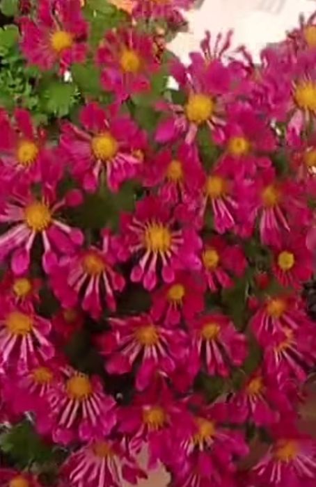 Великоквіткові хризантеми
