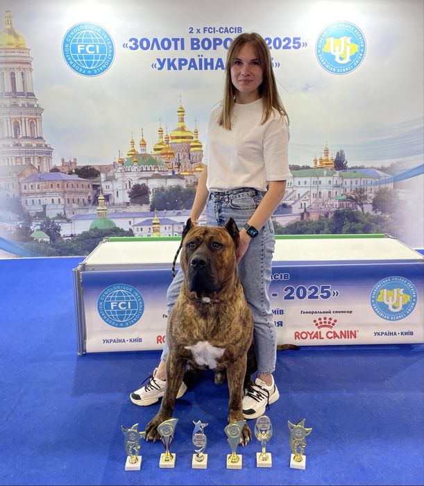 Вязка Канарский Дог Presa Canario