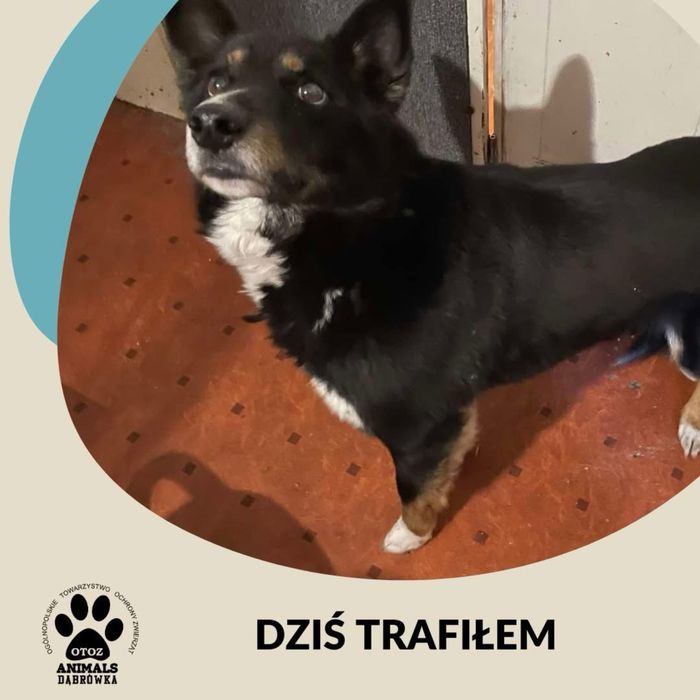 05.01.25 piesek znaleziony Żukowo